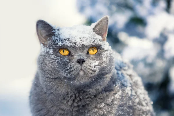 Porträt Einer Blauen Britischen Kurzhaarkatze Die Winter Draußen Tief Verschneiten — Stockfoto