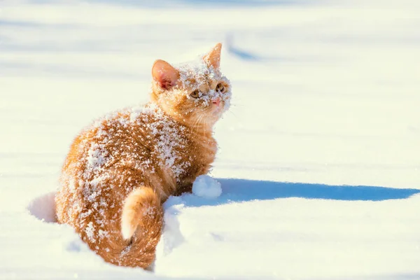 Açık Havada Kışın Karda Oturan Kırmızı Kedi Yavrusu — Stok fotoğraf