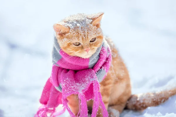 Retrato Del Gatito Rojo Llevando Bufanda Tejida Aire Libre Invierno — Foto de Stock