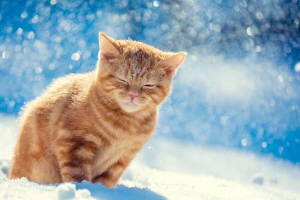 冬の猛吹雪で雪の中で屋外に座っている赤い子猫 — ストック写真