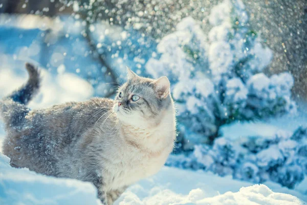 Ritratto Gatto Che Cammina Nella Foresta Nella Neve Profonda Inverno — Foto Stock