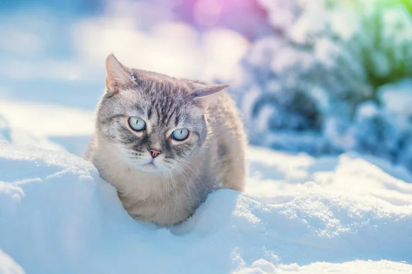 Retrato Gato Andando Livre Floresta Neve Profunda Inverno — Fotografia de Stock