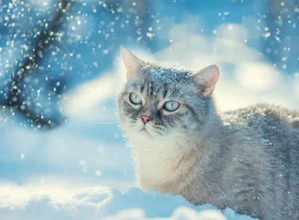 Retrato Gato Andando Livre Floresta Neve Profunda Inverno — Fotografia de Stock