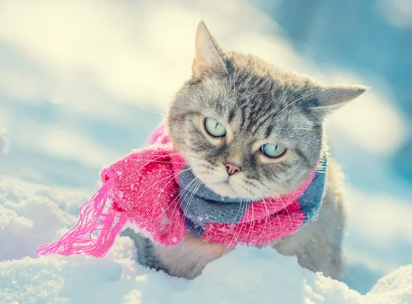 Portrait Little Kitten Wearing Knitted Scarf Outdoors Winter — Stock Photo, Image