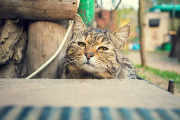Cat Looks Out Porch Steps Yard — Stock Photo, Image