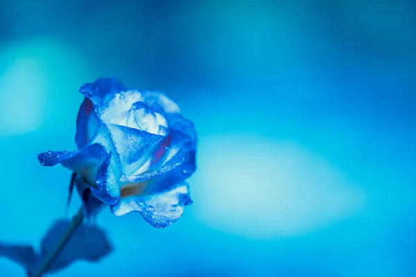 Blue vintage flower background. Double Delight rose against the blue background