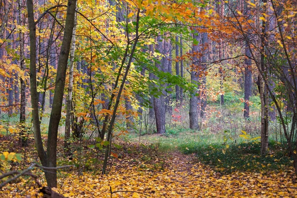 Осінь Лісі Листяні Дерева Різнокольоровими Листям Опале Листя Землі Краю — стокове фото