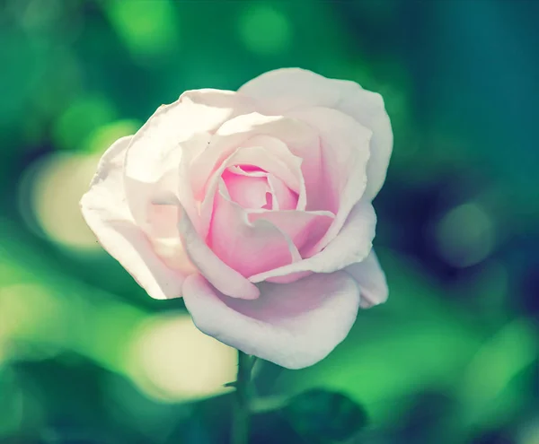 Hybrid Tea Rose Vivaldy Garden Pink Rose Green Background Summer — Stock Photo, Image