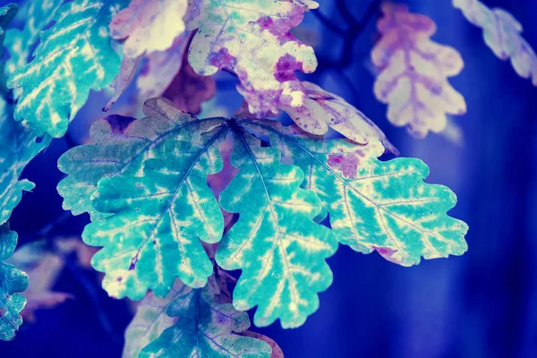 Синя Вінтажна Дубова Гілка Барвистим Листям Лісі Восени — стокове фото
