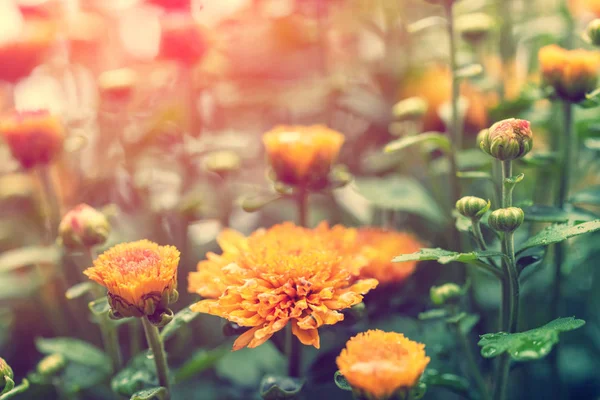 Floraison Fleurs Chrysanthème Dans Jardin — Photo