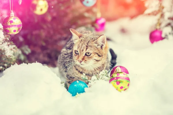 Kleine Kitten Zittend Sneeuw Buurt Van Kerstboom — Stockfoto