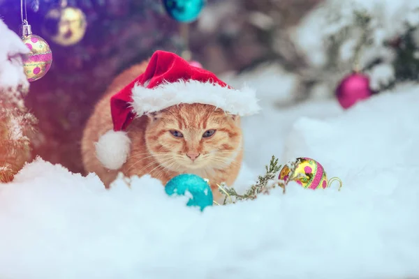 クリスマス ツリーの近くで 雪の上に座って サンタの帽子をかぶって赤い子猫 — ストック写真