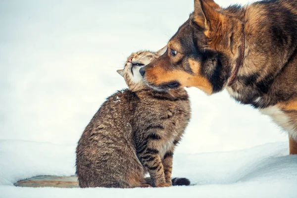 Кот Большая Собака Лучшие Друзья Сидят Улице Снегу Зимой — стоковое фото