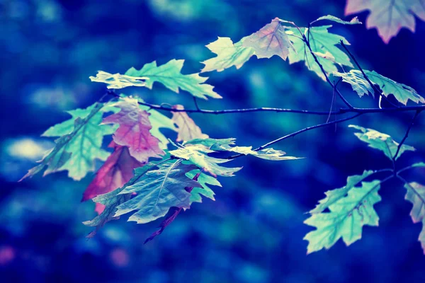 秋天的森林里有五颜六色树叶的蓝色复古橡木枝 — 图库照片