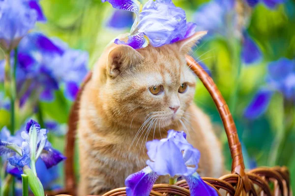 Cute Ginger Kitten Sitting Iris Flowers Basket — Stock Photo, Image