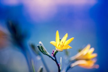 Vintage sarı zambak çiçekler