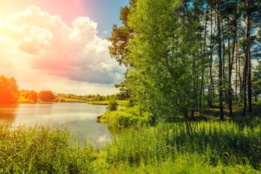 Güzel doğa, göl kıyısındaki ve çam ormanı akşam