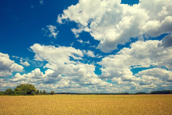 Weizenfeld Mit Blauem Himmel Mit Sonne Und Wolken Schöne Natur — Stockfoto