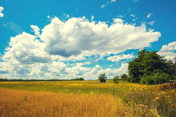 Mavi Bir Gökyüzü Güzel Bulutlar Buğday Alanıyla — Stok fotoğraf