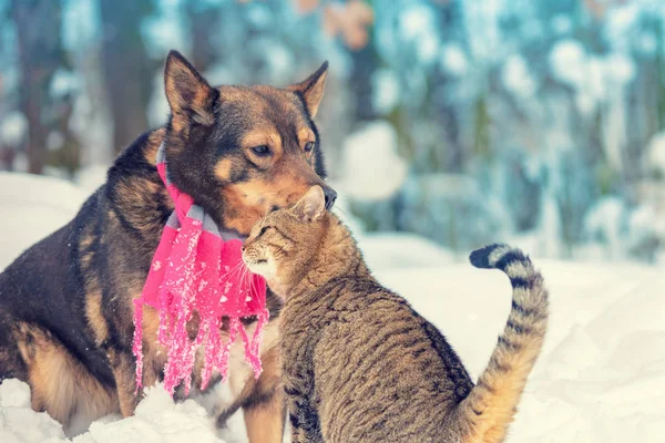 猫和大狗是最好的朋友 冬天坐在户外的雪里 — 图库照片