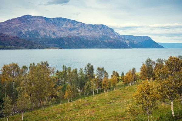 Pemandangan Panorama Fjord Birch Grove Lereng Gunung Indah Alam Norwegia — Stok Foto