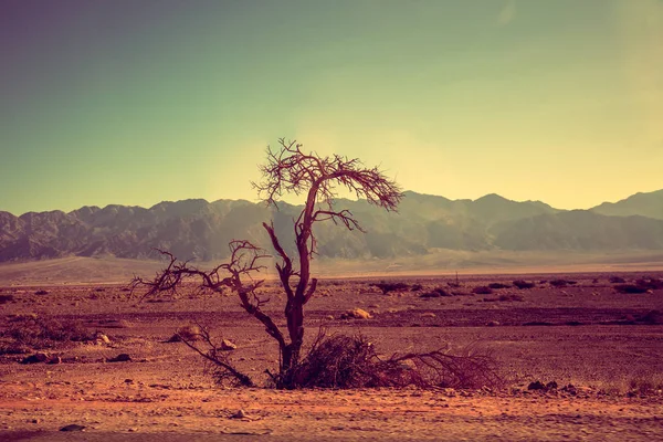 Mountain desert landscape. Desert Arava, Israel