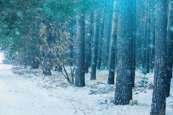 Las Sosnowy Snowy Zimowych Zamieci — Zdjęcie stockowe