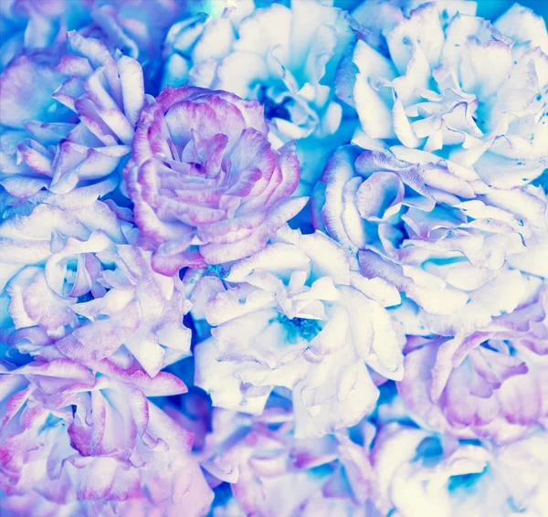Vintage Abstracte Bloemen Achtergrond Bloeiende Rozen — Stockfoto