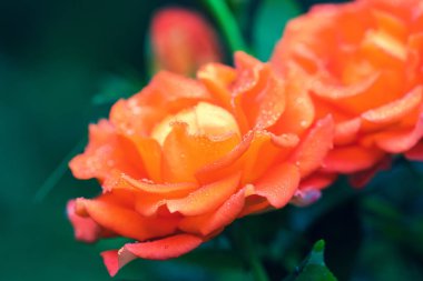 Çiğ kırmızı gül bahçesinde