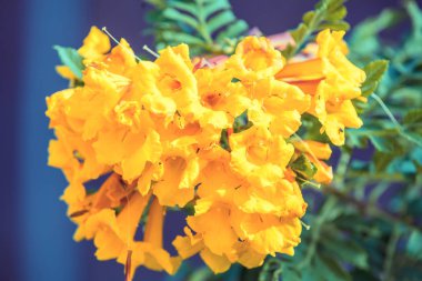 Bir bahçe dalında üzerinde çiçek açması sarı Campsis