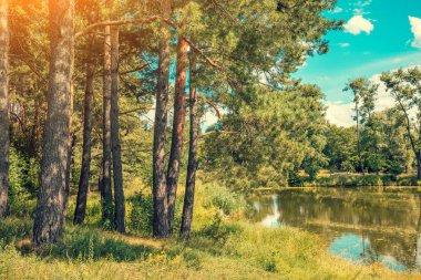 Ormandaki göl manzarası. Vahşi, güzel doğası. Mavi gökyüzü ile göl