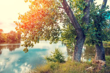 Ağaçları ile göl manzarası sahilde. Vahşi, güzel doğası, mavi gökyüzü ile göl