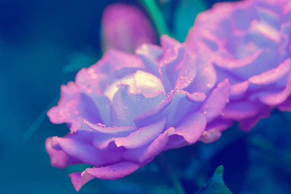 Πρωινή Δροσούλα Στο Μωβ Τριαντάφυλλα Στον Κήπο — Φωτογραφία Αρχείου