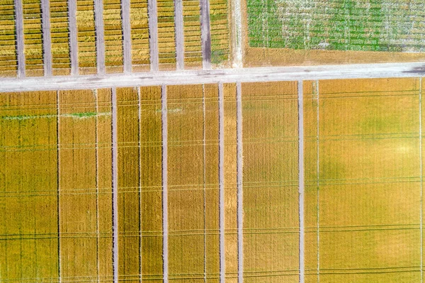 Abstrakter Natürlicher Hintergrund Luftaufnahme Von Geometrischen Weizenfeldern — Stockfoto