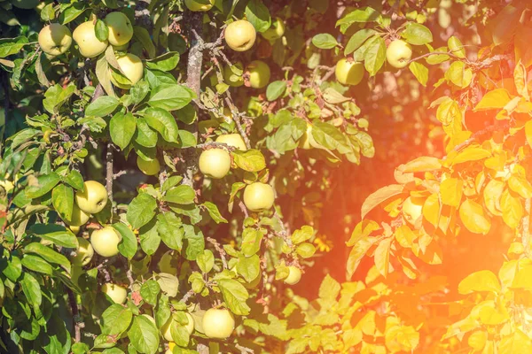 Ripe Apples Antonovka Branch Orchard — Stock Photo, Image