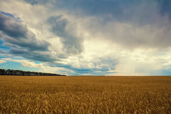 Golden Wheatfield Dramatic Cloudy Sky Beautiful Nature — Stock Photo, Image