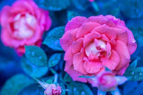 Vintage Flower Background Rose Bush Garden — Stock Photo, Image