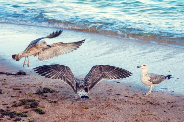 Gaviotas Junto Mar — Foto de Stock