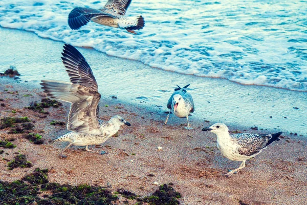 Чайки Біля Моря — стокове фото
