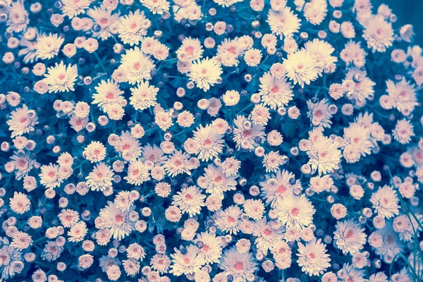 Fleurs Chrysanthème Fleurs Beau Fond Naturel Abstrait Été — Photo