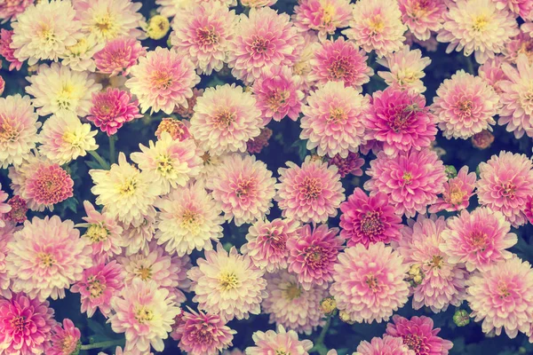 Flores Crisântemo Florescentes Bela Natureza Abstrata Fundo Hora Verão — Fotografia de Stock
