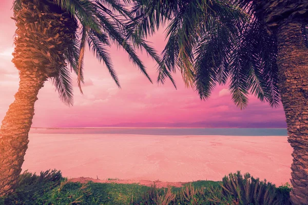 Sulla Costa Del Mar Morto Palme Sulla Spiaggia Ein Bokek — Foto Stock