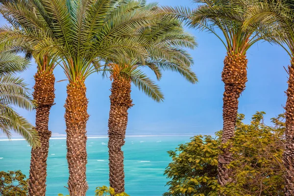 Берег Мертвого Моря Пальмы Пляже Озил Боек Израиль — стоковое фото