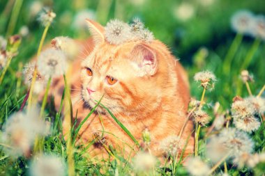 Küçük bir kedi yavrusu karahindiba sahada yalan portresi. Bahar zevk kedi