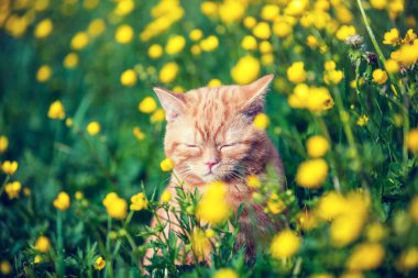 Çiçek çim üzerinde güneşin tadını kırmızı tekir kedi