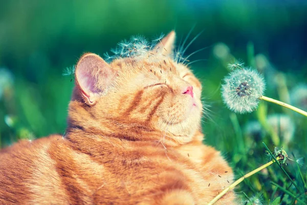 Ritratto Gattino Giardino Gatto Godendo Primavera Annusando Tarassaco Blowball — Foto Stock