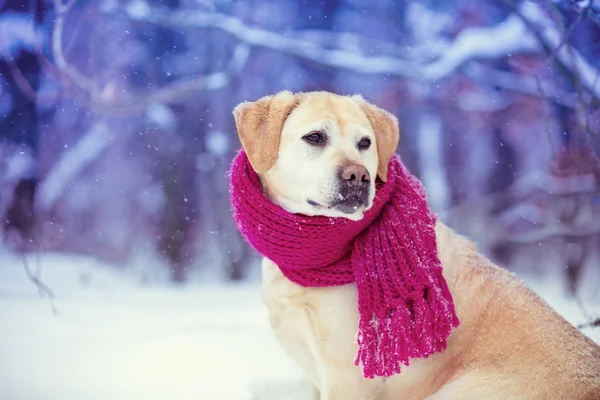 Portrait Dog Knitted Scarf Tied His Neck Sitting Snowfall Forest — Stock Photo, Image