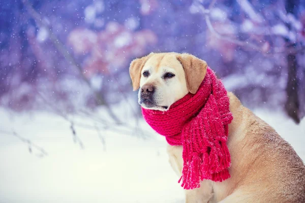 他的脖子上挂着一条针织围巾的狗的肖像 坐在森林里的雪中 — 图库照片