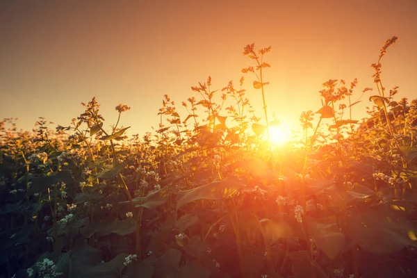 Buchweizenfeld Vor Goldenem Abendhimmel — Stockfoto