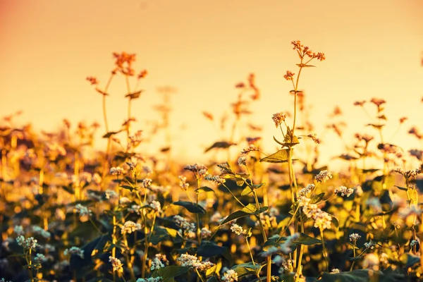 Buğday Alan Turuncu Günbatımı Gökyüzü Karşı — Stok fotoğraf